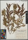 Foto von Salix triandra L. x Salix viminalis L.